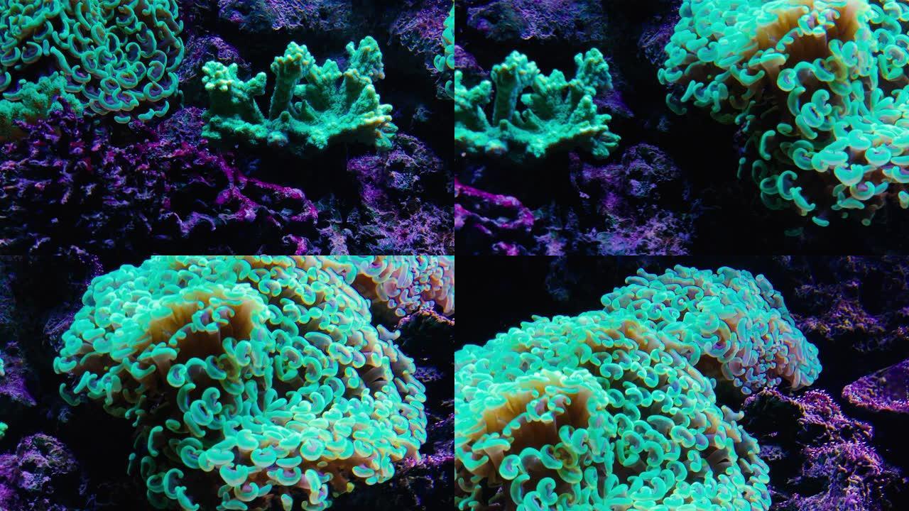 水下荧光紫外线下的珊瑚