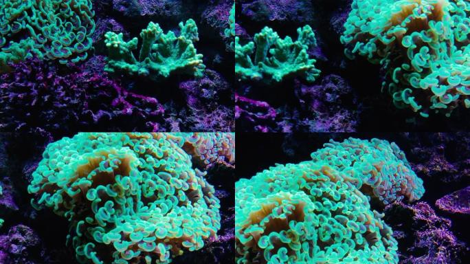 水下荧光紫外线下的珊瑚