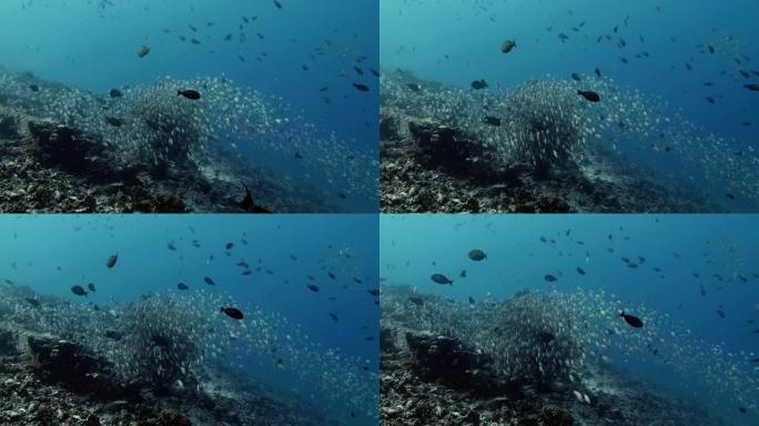 太平洋上的鱼群。水下海洋生物，热带毛利鲷鱼在蓝色的水中。在海洋中潜水