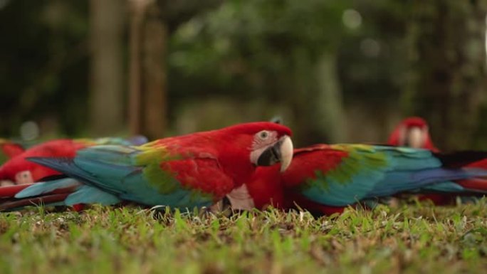 红色和绿色金刚鹦鹉-五颜六色的漂亮鹦鹉坐在大自然的树上。