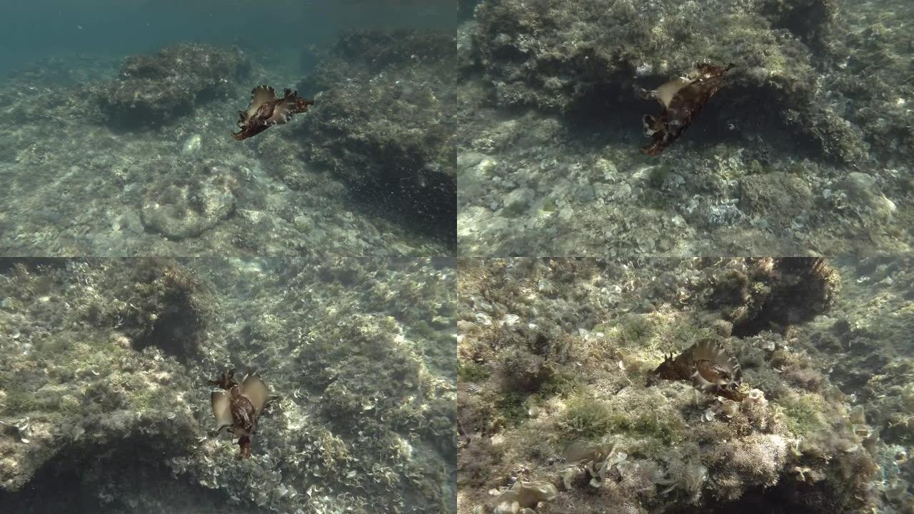 海兔游过藻类的岩石底部。裸枝或海参斑驳的海参或乌黑的海参 (Aplysia fasciata)。水下