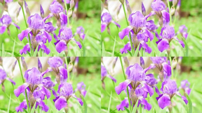自然背景上的紫色鸢尾花