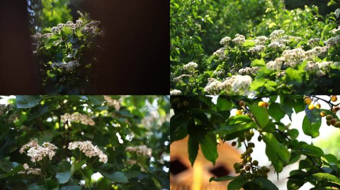 山楂花小樱桃未成熟的樱桃