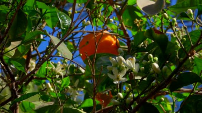 清澈蓝天背景下树上成熟的橘子和花朵