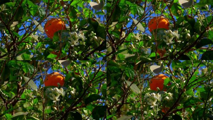 清澈蓝天背景下树上成熟的橘子和花朵