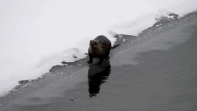 北美水獭雪地水獭湖泊