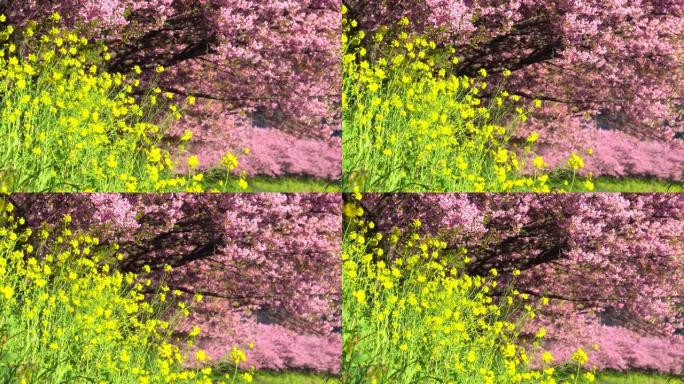 河津樱花树，河岸上有油菜花