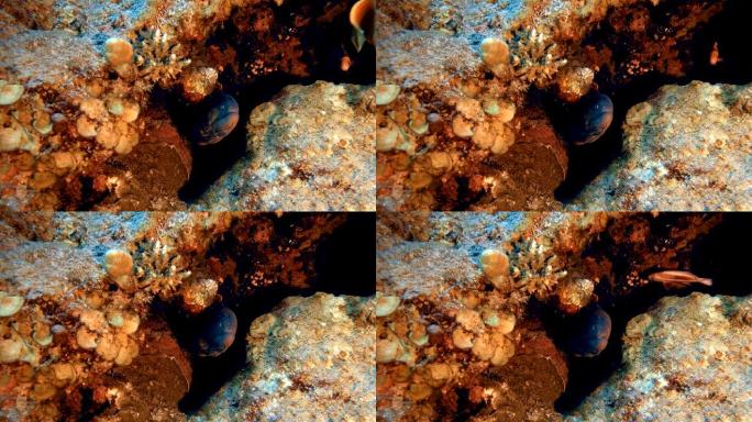 黄嘴海鳗海底世界水下世界