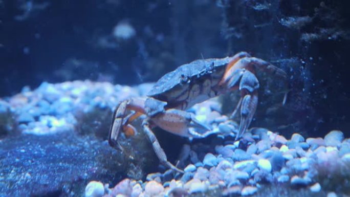 螃蟹的特写鱼缸中的螃蟹水池中的螃蟹螃蟹在