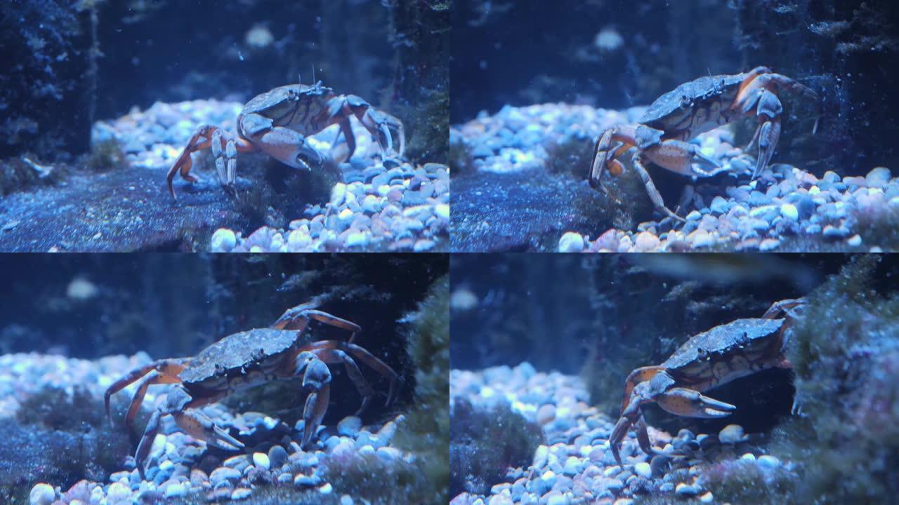 螃蟹的特写鱼缸中的螃蟹水池中的螃蟹螃蟹在