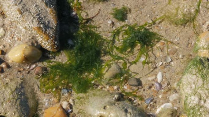 潮汐后，Pagurus bernhardus在浅海水中快速移动4K