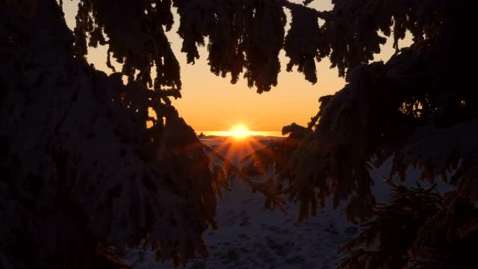 金色的日落穿过冰雪覆盖的冰冻树枝