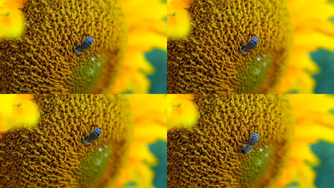 蜜蜂从田间成熟的向日葵中采集花蜜。大黄蜂在黄花上收集花粉。小昆虫的辛勤工作。慢动作特写细节视图