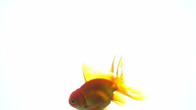 在白色背景上游泳的金鱼