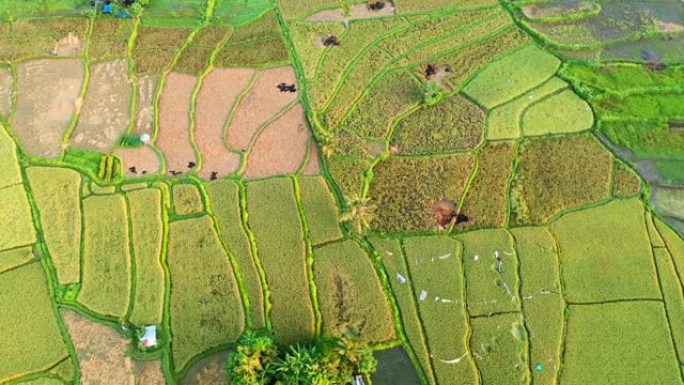 乌布附近巴厘岛的稻田，从上面看。
