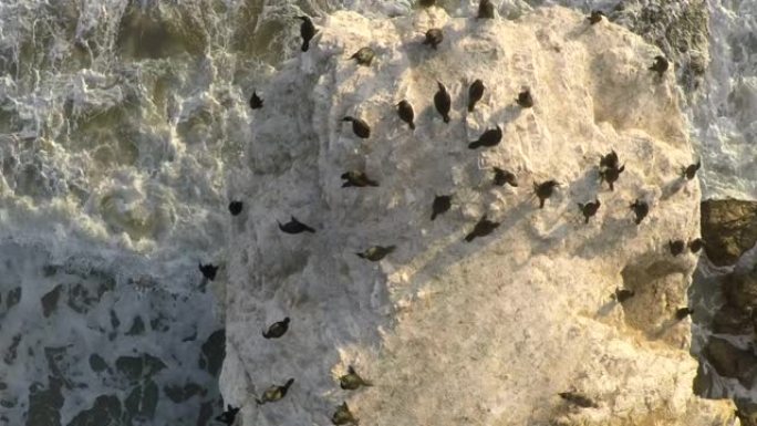 加利福尼亚州马里布海滩上的岩石上的鸟类