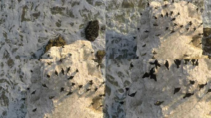 加利福尼亚州马里布海滩上的岩石上的鸟类