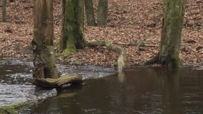 Veluwe自然保护区大雨过后，满溢的Leuvenum forest creek