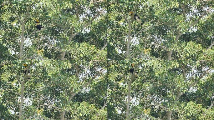 雄性大犀鸟 (Buceros bicornis) 在早晨的阳光下在森林中的榕树果实上觅食泰国亚洲考艾