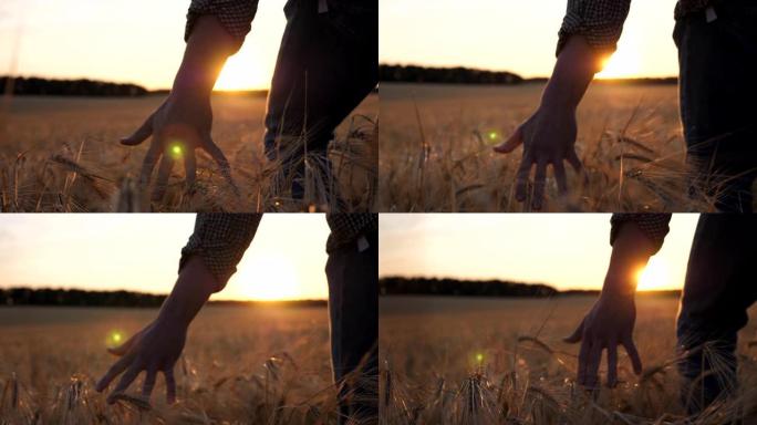 年轻的农民走过大麦田地，用金色的庄稼耳朵抚摸着。雄性手在草地上生长的成熟小麦上移动。农业经营理念。背