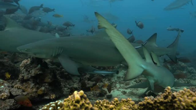 太平洋大溪地附近的柠檬鲨和灰鲨。海洋中鲨鱼在珊瑚礁附近游动的海洋生物。在清澈的水中潜水-4K
