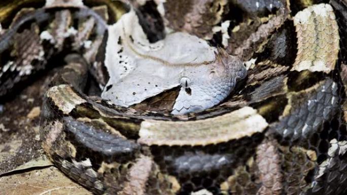 非洲加蓬毒蛇，比提·白尼卡。