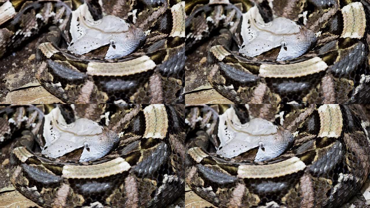 非洲加蓬毒蛇，比提·白尼卡。