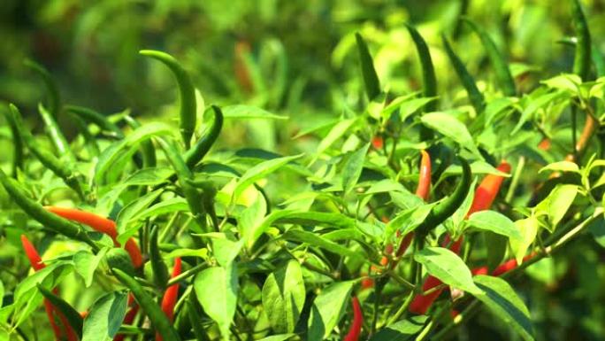 布什的奇利什农业种植尖椒辣椒视频素材青红