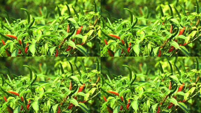 布什的奇利什农业种植尖椒辣椒视频素材青红