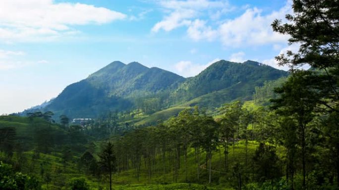 茶园: 斯里兰卡中部省: 指节山脉