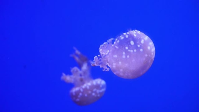 霓虹紫色水母在蓝色背景下用彩色光照亮水下。海洋盐水水族馆中的水母鱼。多色霓虹水母游泳。VJ概念。