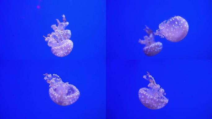 霓虹紫色水母在蓝色背景下用彩色光照亮水下。海洋盐水水族馆中的水母鱼。多色霓虹水母游泳。VJ概念。