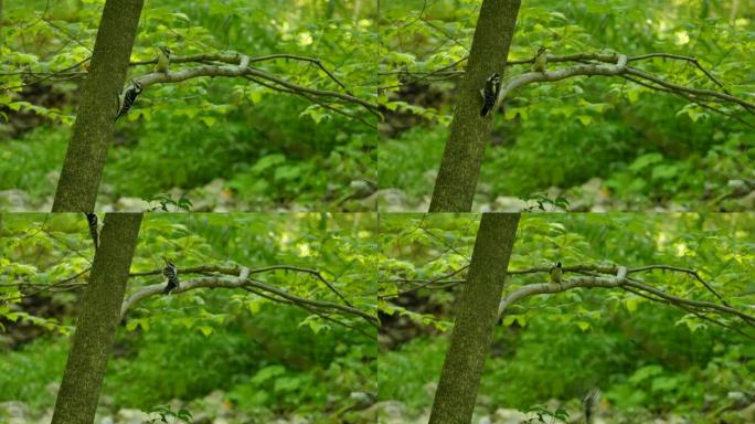 森林中两只绒毛或毛茸茸的啄木鸟之间的奇怪相互作用