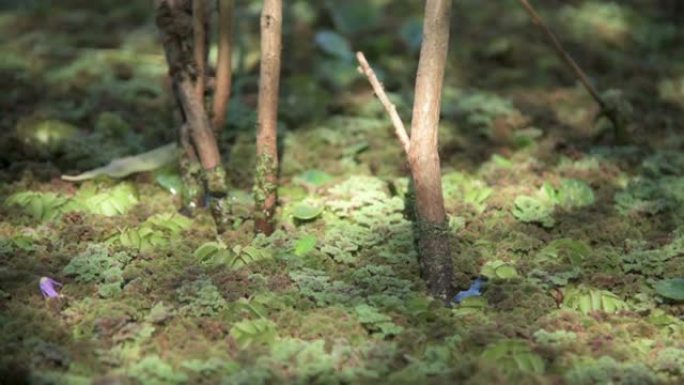 在被苔藓包围的湿地上，树枝移入水中