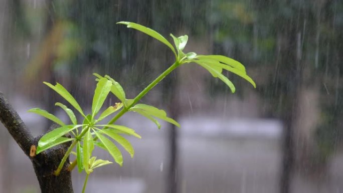 春天森林中的雨春天森林中的雨下雨