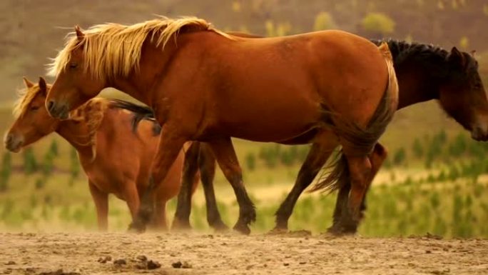 蒙古马一匹马棕色的马