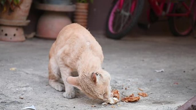 猫吃炸鸡和食物残渣。