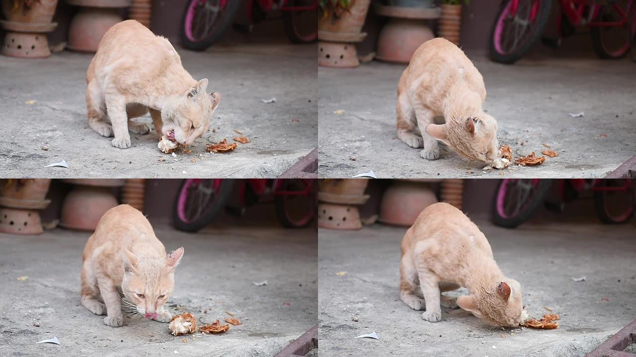 猫吃炸鸡和食物残渣。