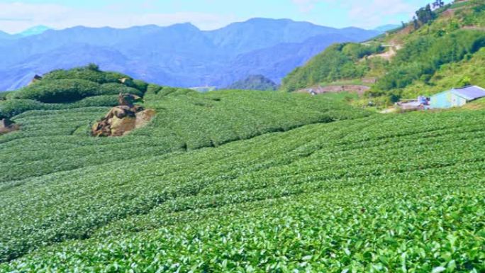 美丽的绿茶作物花园一排排蓝天云彩，为鲜茶产品背景设计理念。