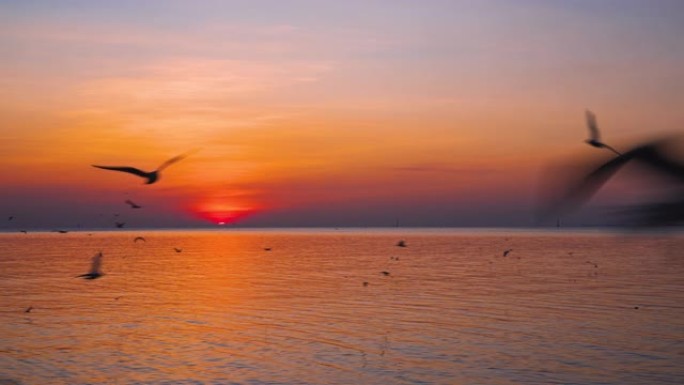 海鸥在地平线上飞来飞去，美丽的日落。黄金时刻。