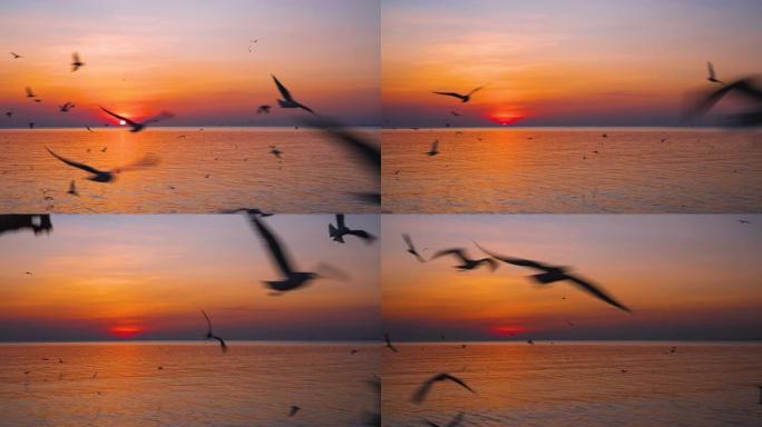 海鸥在地平线上飞来飞去，美丽的日落。黄金时刻。