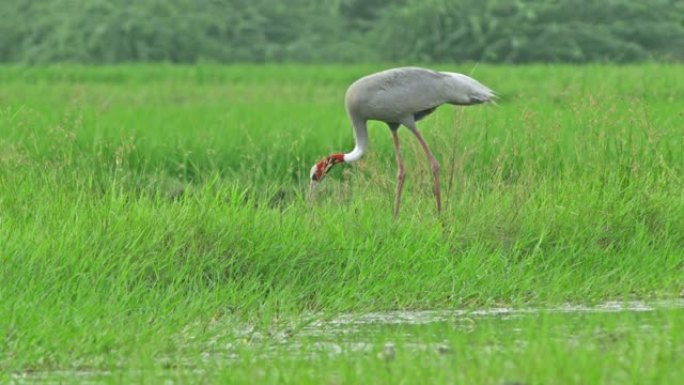 Sarus crane