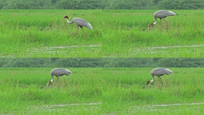 Sarus crane