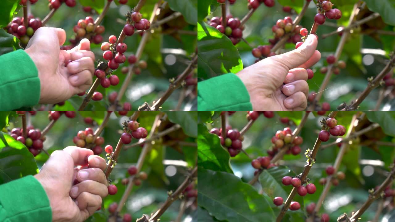 从咖啡厂的分支中手工采摘咖啡豆