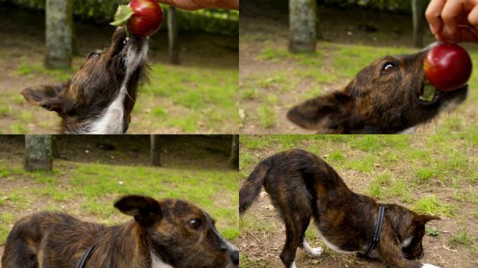 狗在花园里玩李子水果