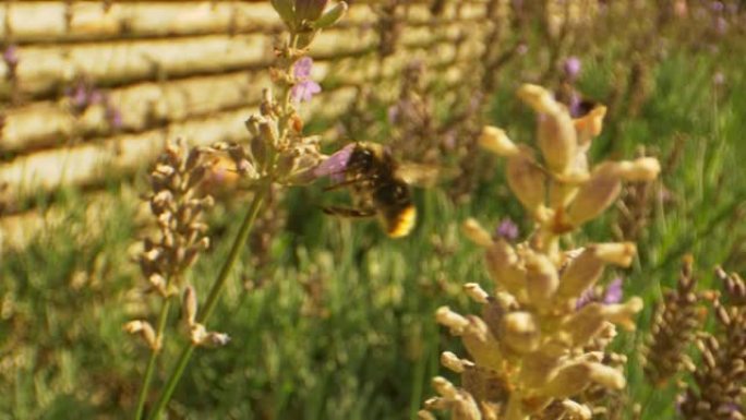 大黄蜂在夏天飞进和飞出薰衣草花的宏观镜头