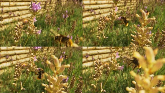 大黄蜂在夏天飞进和飞出薰衣草花的宏观镜头