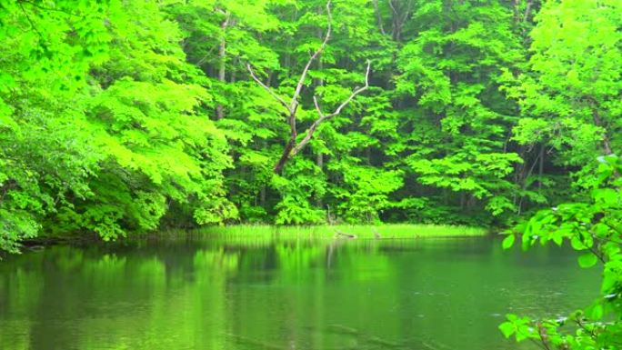 日本青森绿林池塘清新公园美丽的自然公园湖