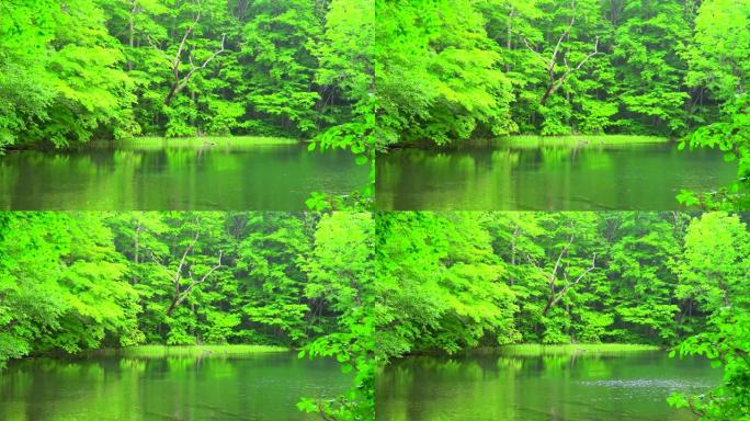 日本青森绿林池塘清新公园美丽的自然公园湖