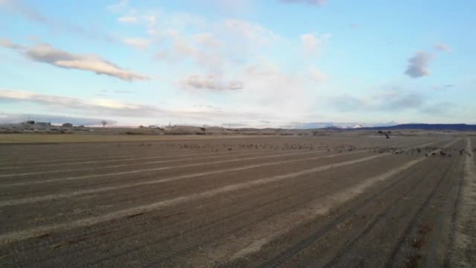 鹅群在农村粮田和在科罗拉多州西部的户外飞行中觅食